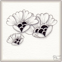 Muster Coquiflore von Isabelle Courbin CZT, ein Muster geeignet für Zentangle® and Zentangle® inspired art, präsentiert in der Musterquelle