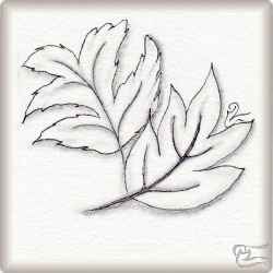 Muster Parra von Mercè Fet Santander, ein Muster geeignet für Zentangle® and Zentangle® inspired art, präsentiert in der Musterquelle