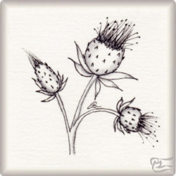 Muster Cardu von Erika Gericke, ein Muster geeignet für Zentangle® and Zentangle® inspired art, präsentiert in der Musterquelle