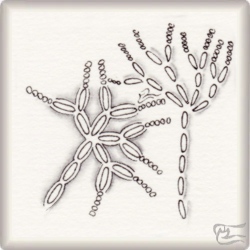 Muster Cillium von Anita Davis CZT, ein Muster geeignet für Zentangle® and Zentangle® inspired art, präsentiert in der Musterquelle