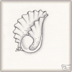Muster Douér von Yu Ru Chen, ein Muster geeignet für Zentangle® and Zentangle® inspired art, präsentiert in der Musterquelle