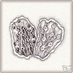 Muster Embrancada von Pere Cobo CZT, ein Muster geeignet für Zentangle® and Zentangle® inspired art, präsentiert in der Musterquelle