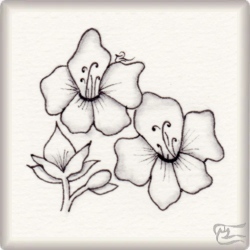 Muster Flor DAmettler von Tania Ferrol Jover CZT, ein Muster geeignet für Zentangle® and Zentangle® inspired art, präsentiert in der Musterquelle