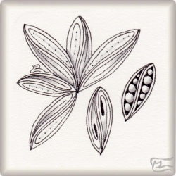 Muster Flow von Nina Dreher-Göddertz CZT, ein Muster geeignet für Zentangle® and Zentangle® inspired art, präsentiert in der Musterquelle