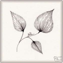 Muster Leafmenot von Elisabet Hillerud CZT, ein Muster geeignet für Zentangle® and Zentangle® inspired art, präsentiert in der Musterquelle