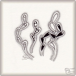 Muster Pois von Lisa Brandt, ein Muster geeignet für Zentangle® and Zentangle® inspired art, präsentiert in der Musterquelle
